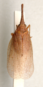 <I>Rentinus dilatatus </I>(Westwood), Adult