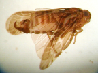 <i>Phaconeura hackeri</i> Woodward, adult male (specimen in ethanol).