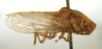 <i>Kyphoctella distorta</i> Evans, type species of <i>Kyphoctella</i> Evans.