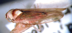 <I>Carvaka elegantula </I>(Evans), holotype male.