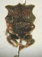 <i>Undarella pulleni</i> Day, holotype male, frontal view.