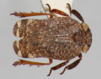 <i>Gelastopsis insignis</i> Kirkaldy, adult