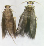 <em>Scelotrichia willcairnsi</em>, female and male
