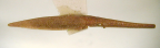 <i>Procephaleus bulbosa</i> Evans, type species of <i>Procephaleus</i> Evans.