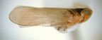 <I>Ronaldia emeljanovi</I> Löcker & Fletcher, adult