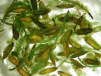 <em>Scelotrichia willcairnsi</em>, larvae feeding on aquatic moss