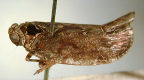 <i>Parabunda tasmanica</i> Emeljanov, holotype