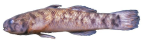 paratype of <I>Mugilogobius filifer</I>, Cossack, WA