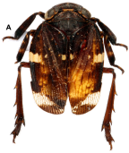 <i>Olonia monteithi</i> Constant, holotype male