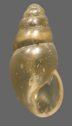 Cochlicopa lubrica
Height of shell 7.5mm