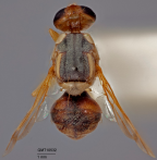 <i>Bactrocera (Bactrocera) anfracta</i> Holotype