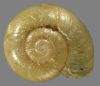 <em>Umbilidelos manierorum</em>, dorsal view.
Diameter of shell: 7.5 mm