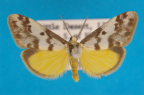 <i>Anestia ombrophanes</i> Meyrick, 1886, male