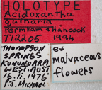 <i>Acidoxantha quinaria</i> Holotype label