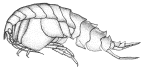 <em>Epimeria robustoides</em>, a non-Australian Antarctic species 