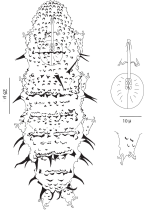 Calohypsibiidae: <i>Calohypsibius ornatus</i>, habitus, bucco-pharyngeal apparatus, claws of the fourth leg