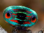 <i>Maratus sarahae</i> Waldock, 2013 detail of opisthosoma