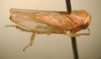<I>Zaletta aulonias </I>(Kirkaldy), adult female.