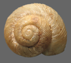 <em>Torresiropa spaldingi</em>, dorsal view.
Diameter of shell: 5.5 mm