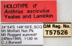 <i>Anthrax asciculus</i> Holotype label