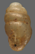 <em>Cylindrovertilla hedleyi</em>, apertural view. Height of shell: 1.8 mm