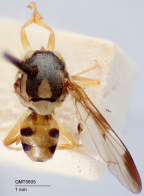 <i>Afrodacus furvus</i> Holotype