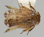 <i>Gelastopsis modestus</i> (Jacobi), adult