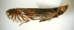 <I>Novotarberus pseudorphninus </I>Löcker & Fletcher, adult