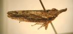 <I>Tartessoides griseus </I>Evans, adult female.