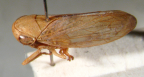 <i>Brunotartessus darwinensis</i> F. Evans, adult male.