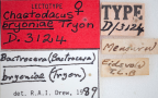 <i>Chaetodacus bryoniae</i> Lectotype label
