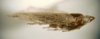 <I>Corylonga mahmudae </I>Löcker & Fletcher, holotype