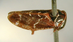 <i>Dremuela hieroglyphica</i> Evans, type species of <i>Dremuela</i> Evans.