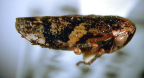 <I>Eurymeloides marmorata </I>(Burmeister), adult.