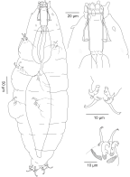 Milnesiidae: <i>Milnesium</i> sp., habitus, bucco-pharyngeal apparatus, first leg of female, first leg of male
