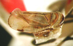 <I>Loralia pulcherrima </I>Evans, holotype male.