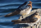 Welcome Swallows, Cape Jaffa, South Australia