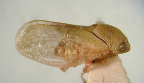 <i>Pectinariophyes stalii</i> (Spångberg), type species of <i>Pectinariophyes</i> Kirkaldy.