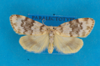 <i>Halone epiopsis</i> Turner, 1940, syntype male