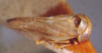 <i>Pascoepus macropensis</i> (Evans), adult female.