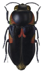 <I>Neocuris fortnumi</I> [artist André Olwage]