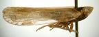 <I>Holgus spiralis</I> Löcker & Larivière, adult