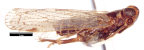 <i>Ozoliarus clypealis</i> (Jacobi), adult
