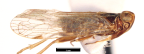 <i>Ozoliarus antennoides</i> Löcker, adult