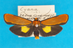 <i>Cyana meyricki</i> (Rothschild, 1901), male