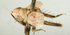 <I>Horouta spinosa</I> Fletcher, holotype male.