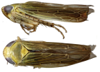 <i>Mayawa affinifacialis</i> Dietrich, holotype, <i>habitus</i>
