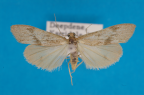 <i>Scoliacma pasteophara</i> Turner, 1940, male