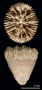 Tropidocyathus labidus