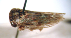 <I>Stenipo torpens </I>(Jacobi), male syntype in MFNB